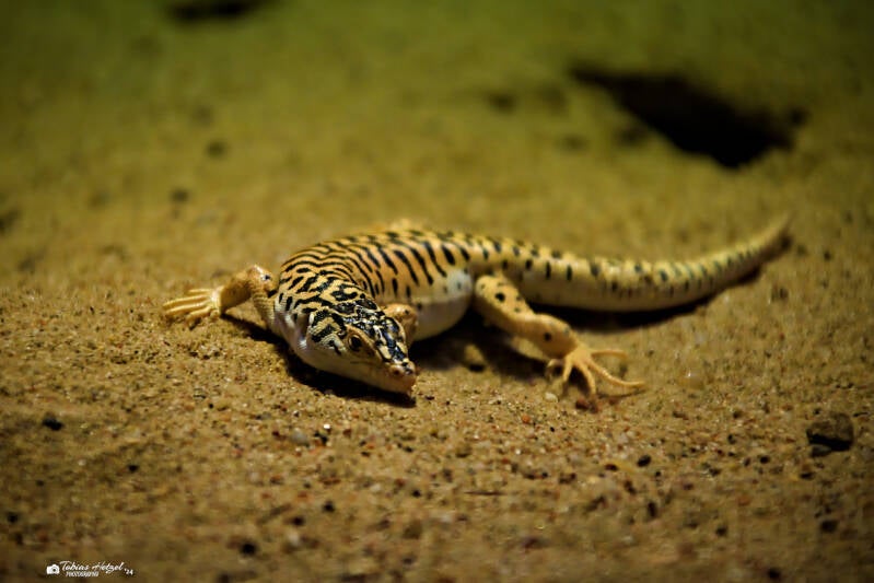 Gobi-Wüstenrenner | Zoo Prag | 18.08.2024