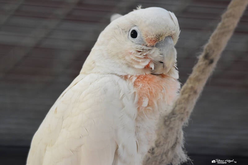Goffinkakadu | Tierpark Fauna, Solingen-Gräfrath | 13.02.2022