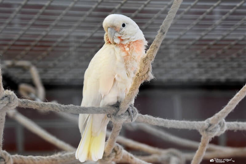 Goffinkakadu | Tierpark Fauna, Solingen-Gräfrath | 13.02.2022