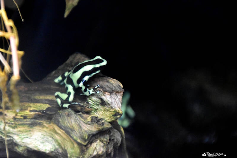 Goldbaumsteiger | Wilhelma Stuttgart | 11.08.2023