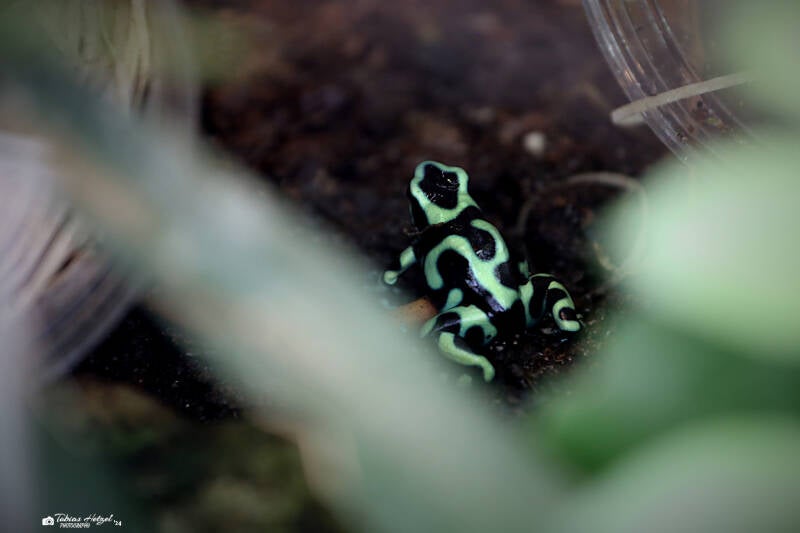Goldbaumsteiger | Zoo Frankfurt | 09.10.2018