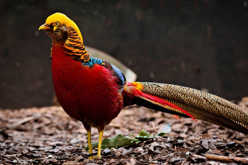 Goldfasan | Vogelpark Schotten | 27.04.2024