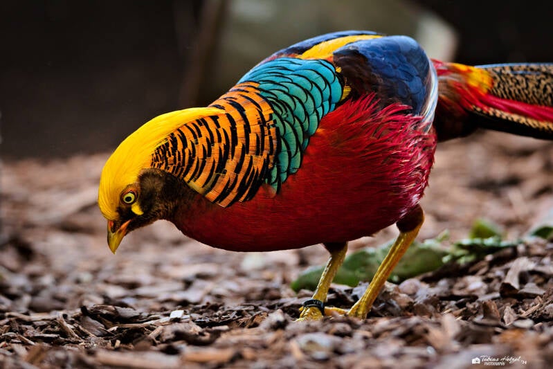 Goldfasan | Vogelpark Schotten | 27.04.2024