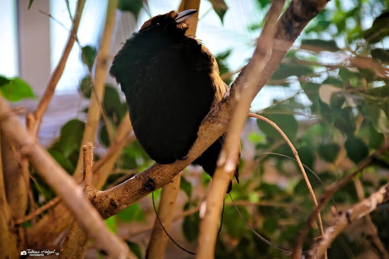Goldflügel-Paradiesvogel | Zoo Decin | 11.07.2025