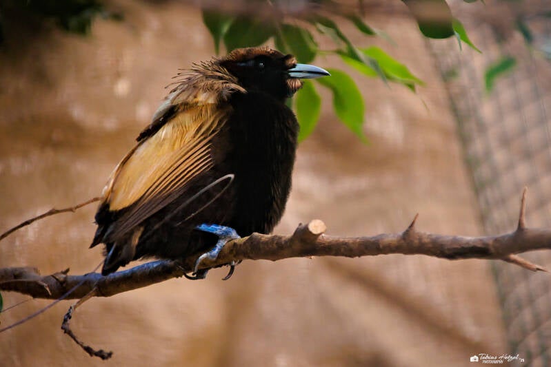 Goldflügel-Paradiesvogel | Zoo Decin | 11.07.2025