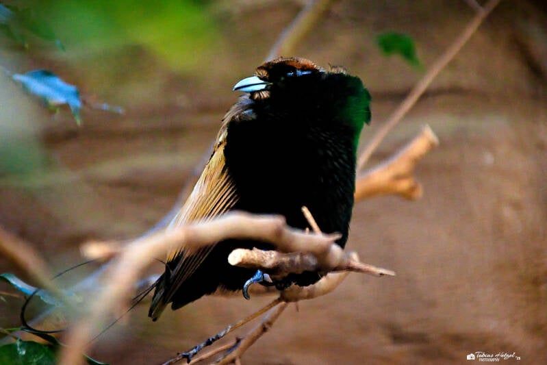 Goldflügel-Paradiesvogel | Zoo Decin | 11.07.2025
