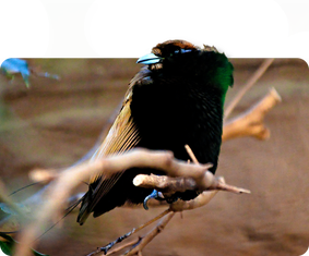 Goldflügel-Paradiesvogel