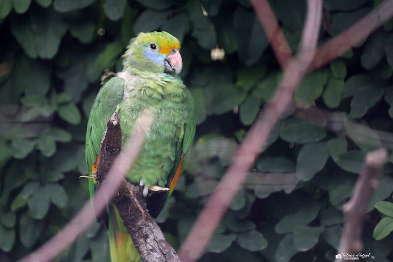 Goldmaskenamazone | Wilhelma Stuttgart | 14.08.2018