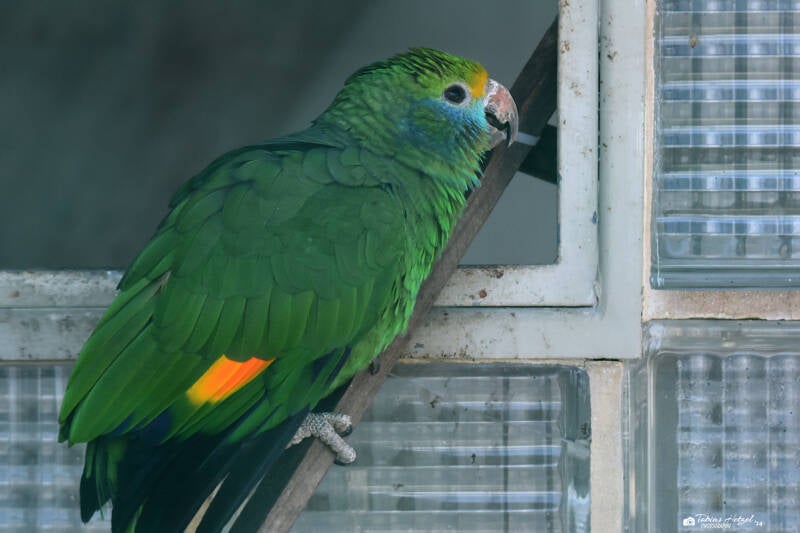 Goldmaskenamazone | Weltvogelpark Walsrode | 12.04.2021