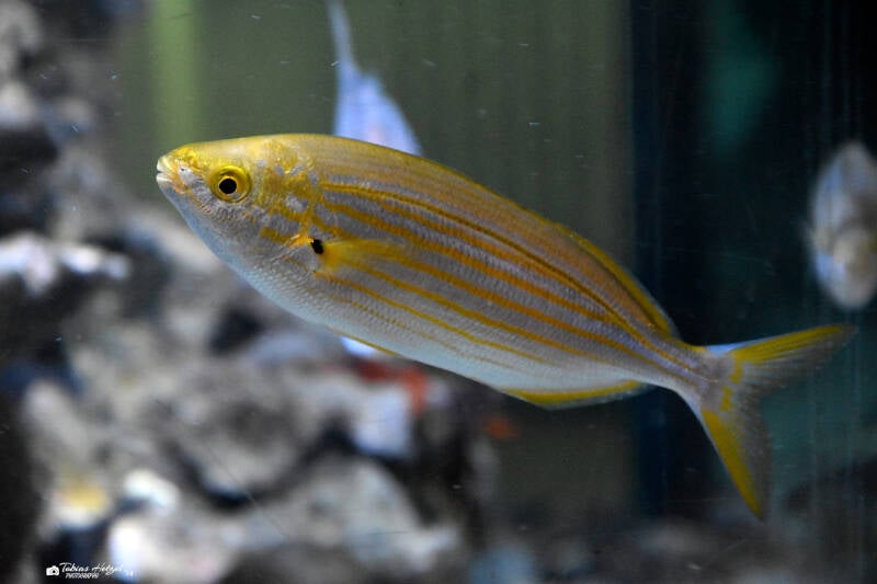 Goldstrieme | Staatliches Museum für Naturkunde, Karlsruhe | 04.12.2022