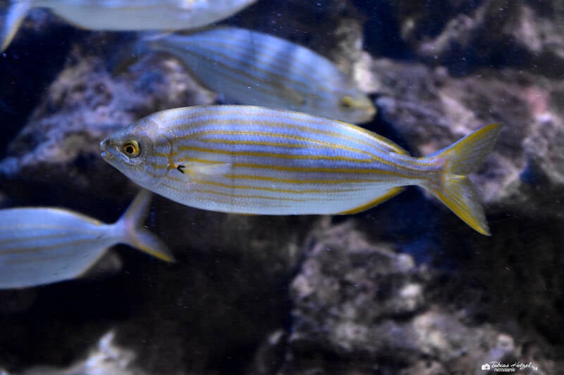 Goldstrieme | Staatliches Museum für Naturkunde, Karlsruhe | 09.03.2023