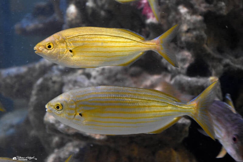 Goldstrieme | Staatliches Museum für Naturkunde, Karlsruhe | 09.03.2023
