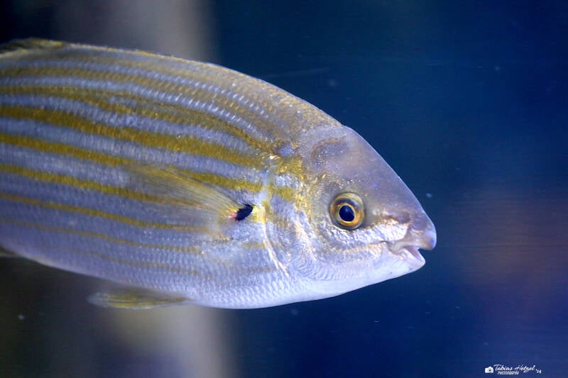 Goldstrieme | Zoo Leipzig | 17.08.2018