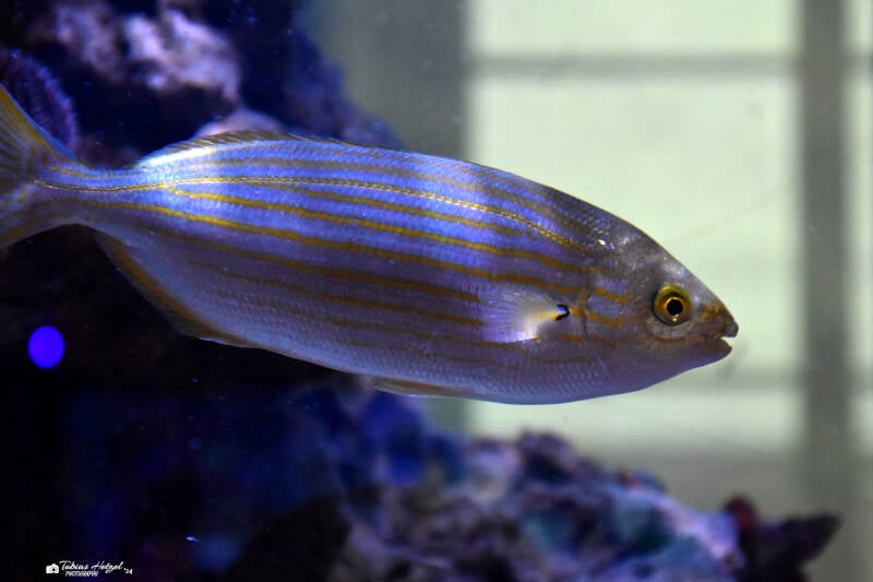 Goldstrieme | Staatliches Museum für Naturkunde, Karlsruhe | 04.12.2022