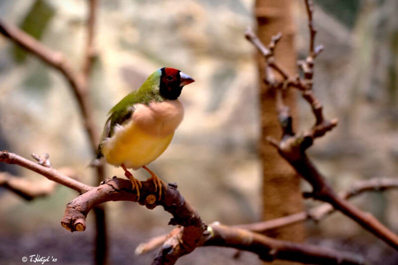 Gouldamadine | Zoo Frankfurt | 30.12.2017