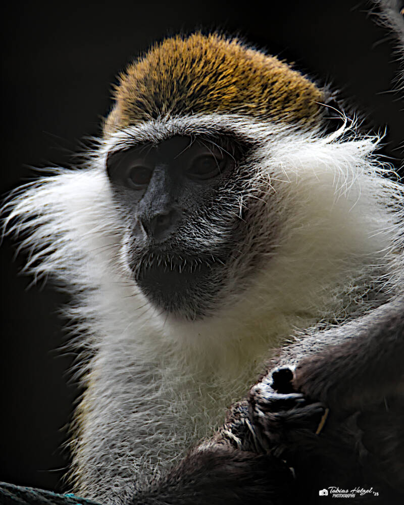 Grüne Meerkatze (kein Art- oder Unterartenstatus) | Tierpark Hirschfeld | 13.07.2025