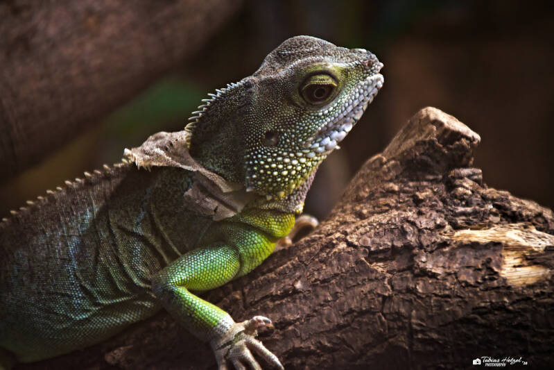 Grüne Wasseragame | Zoo Kaiserslautern | 08.08.2026