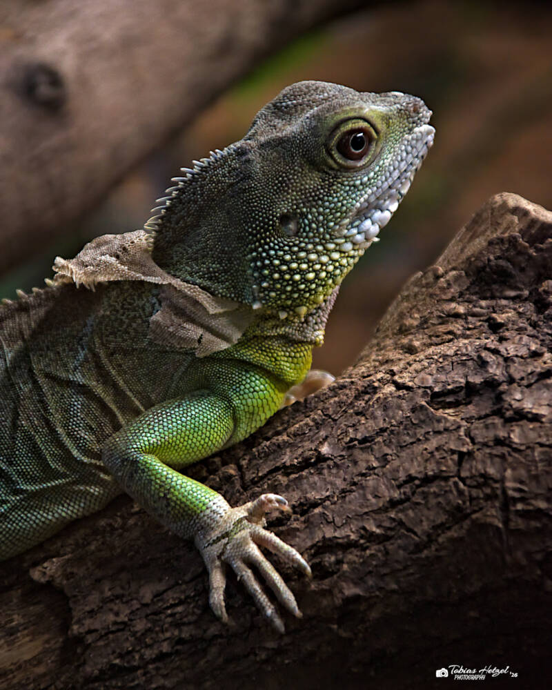 Grüne Wasseragame | Zoo Kaiserslautern | 08.08.2026