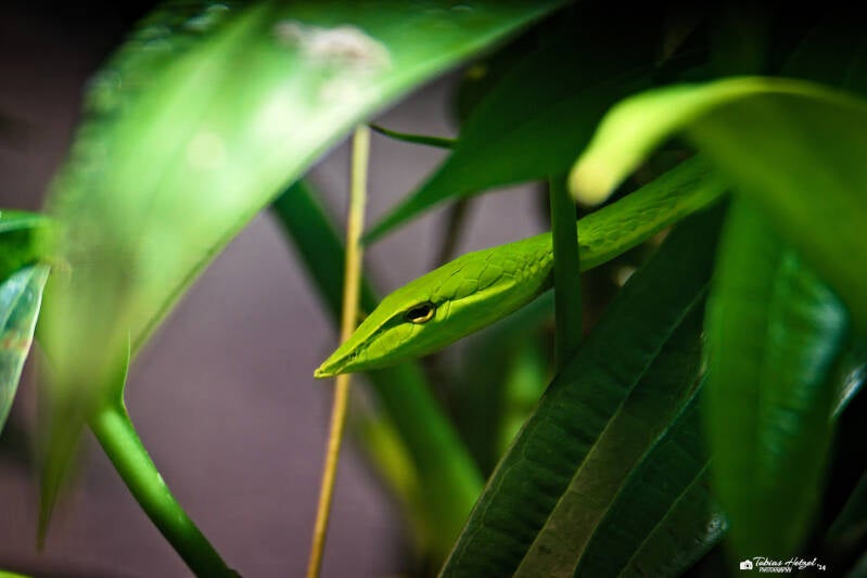 Grüner Baumschnüffler | Zoo Prag | 18.08.2024