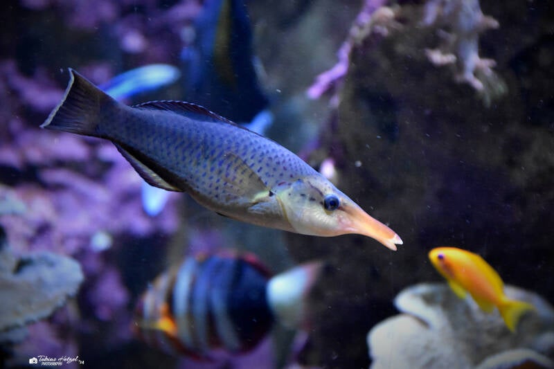 Grüner Vogellippfisch