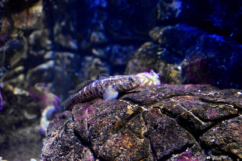 Grasgrundel | Sealife Speyer | 05.01.2023