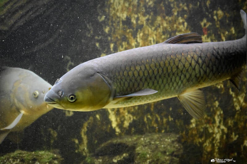 Graskarpfen | Wilhelma Stuttgart | 16.06.2023