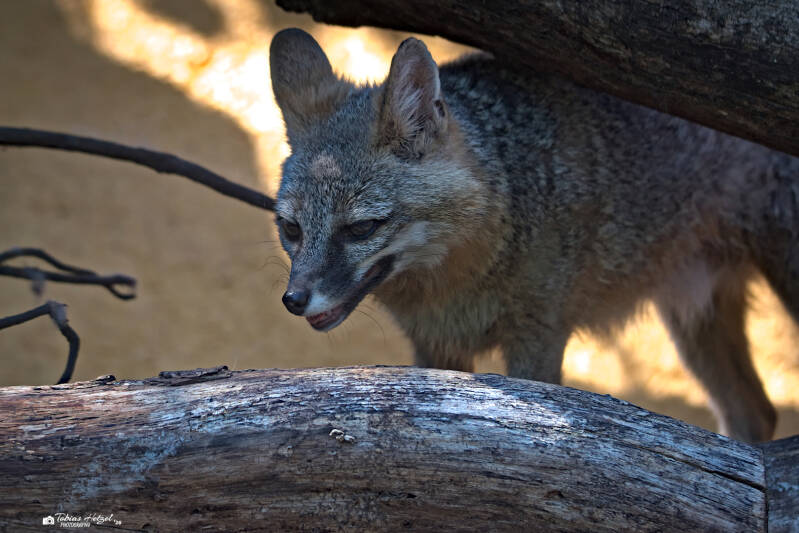 Graufuchs (kein Unterartenstatus) | Zoo Neunkirchen | 08.08.2026