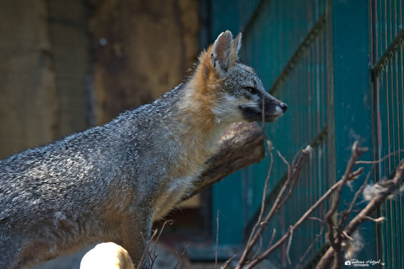 Graufuchs (kein Unterartenstatus) | Zoo Neunkirchen | 08.08.2026
