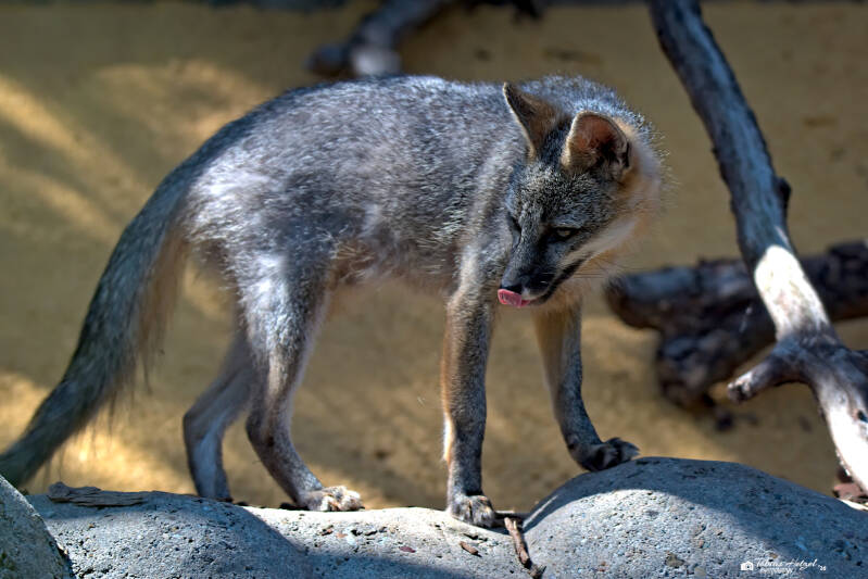Graufuchs (kein Unterartenstatus) | Zoo Neunkirchen | 08.08.2026