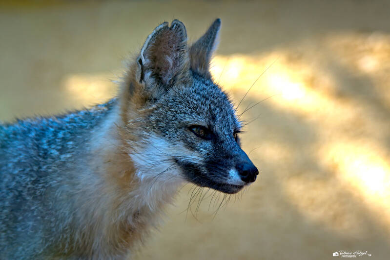 Graufuchs (kein Unterartenstatus) | Zoo Neunkirchen | 08.08.2026