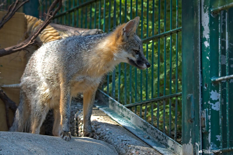 Graufuchs (kein Unterartenstatus) | Zoo Neunkirchen | 08.08.2026