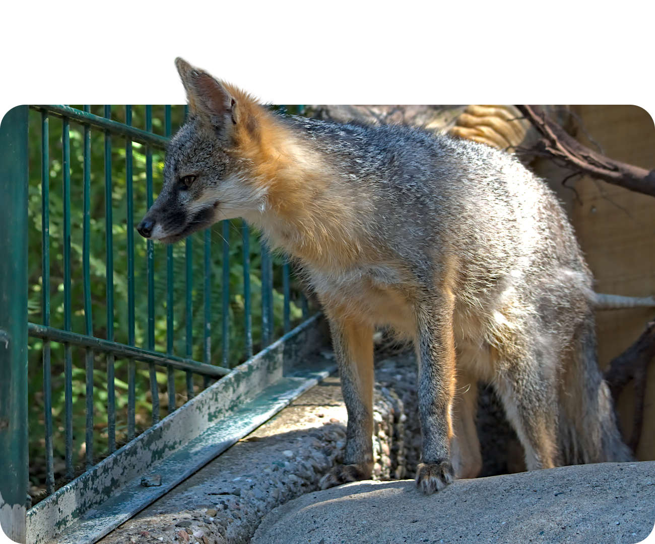 Graufuchs (kein Unterartenstatus)