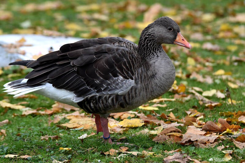 Graugans (kein Unterartesntatus) | Zoologischer Stadtgarten Karlsruhe | 12.11.2023