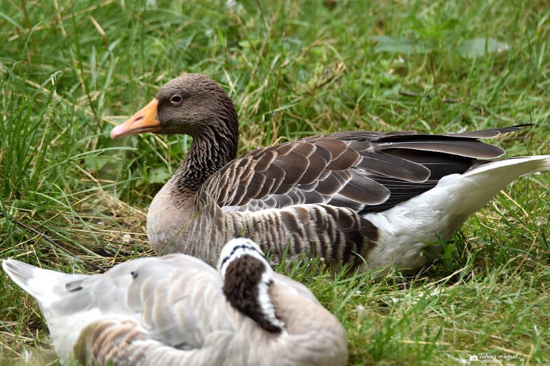 Graugans (kein Unterartesntatus) | Tierpark Gotha | 01.08.2022