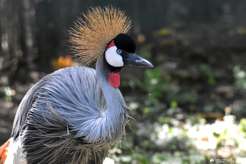 Grauhals-Kronenkranich (kein Unterartenstatus) | Zoologischer Stadtgarten Karlsruhe | 03.07.2020