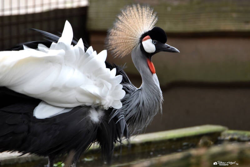 Grauhals-Kronenkranich (kein Unterartenstatus) | Ouwehands Dierenpark, Rhenen | 06.07.2021
