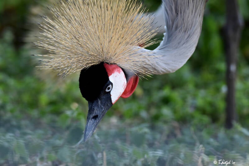 Grauhals-Kronenkranich (kein Unterartenstatus)