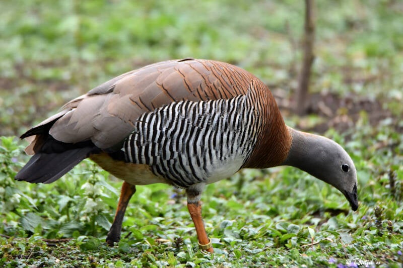 Graukopfgans | Vogelpark Groß-Rohrheim | 24.04.2022