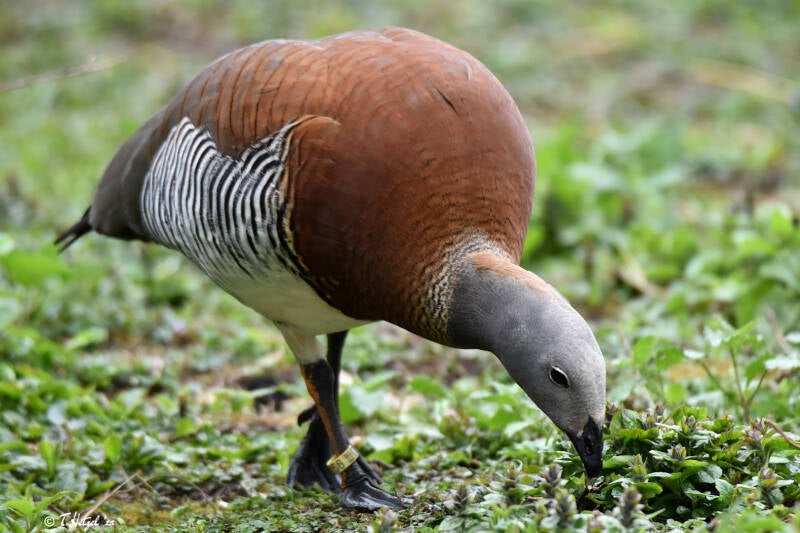 Graukopfgans | Vogelpark Groß-Rohrheim | 24.04.2022