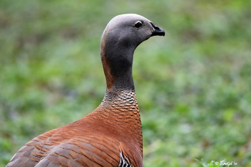 Graukopfgans | Vogelpark Groß-Rohrheim | 24.04.2022