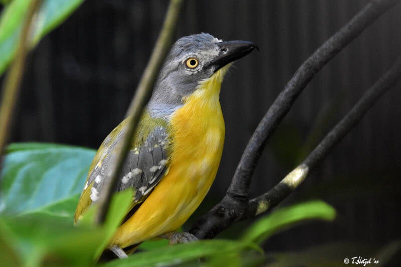 Graukopfwürger | Weltvogelpark Walsrode | 09.06.2023