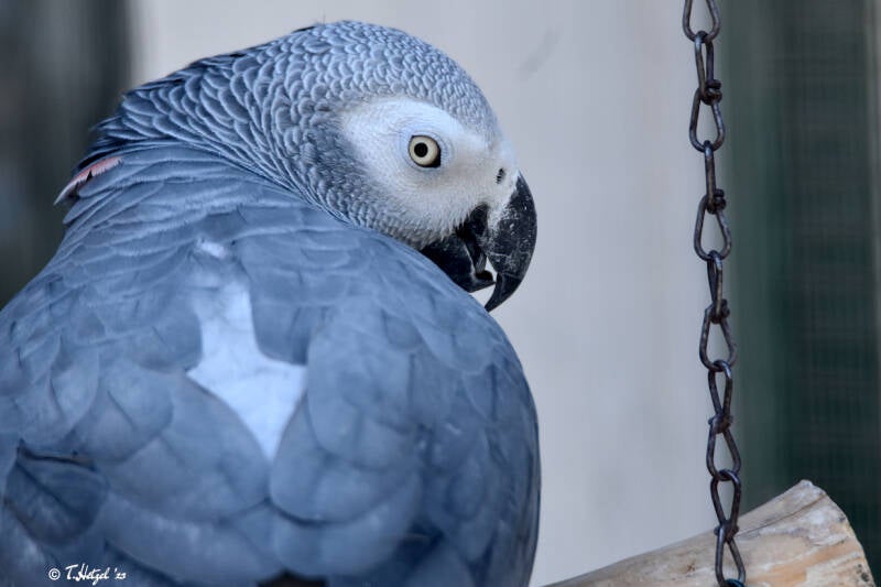 Graupapagei (kein Unterartenstatus)