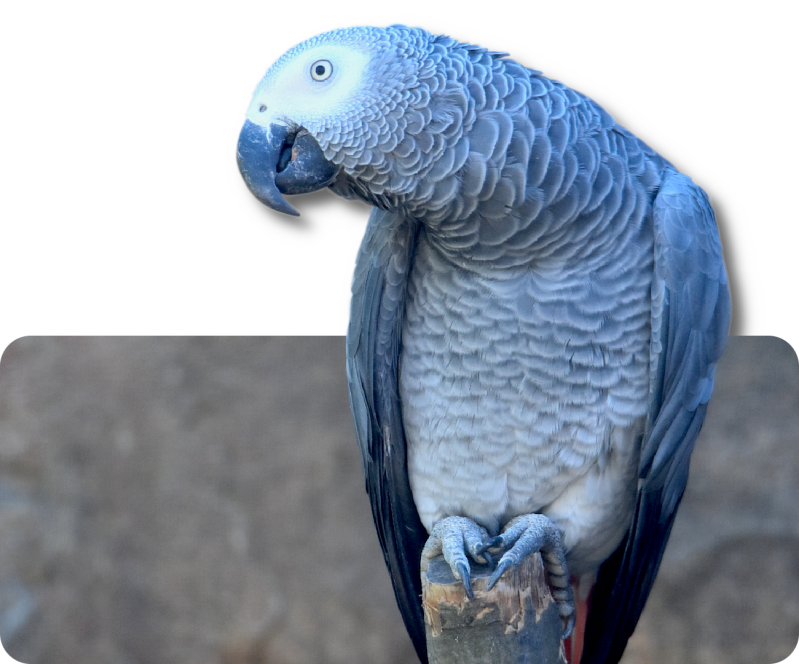 Graupapagei (kein Art- oder Unterartenstatus)