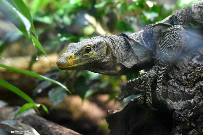 Grays Waran | Zoo Plzen | 17.09.2022