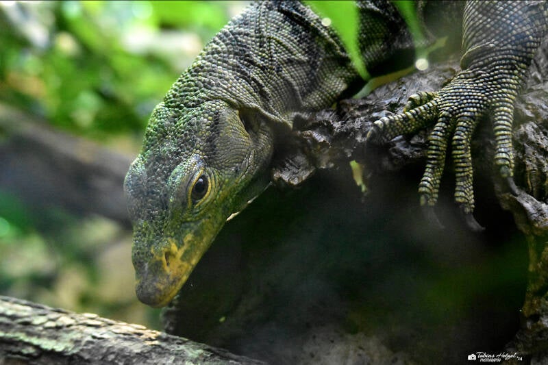 Grays Waran | Zoo Plzen | 17.09.2022