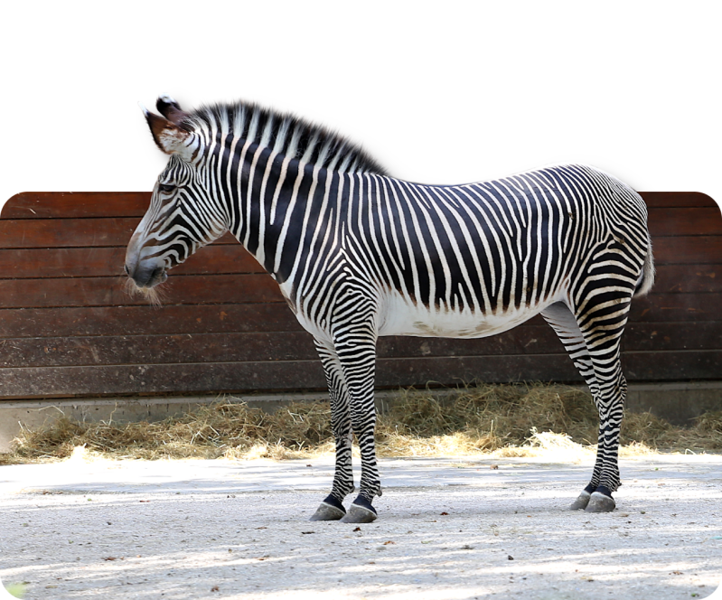 Grevy-Zebra