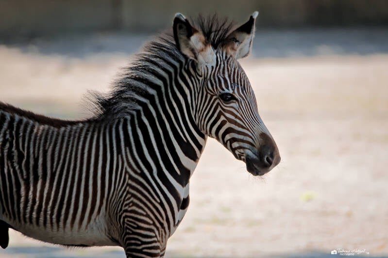 Grevy-Zebra | Wilhelma Stuttgart | 19.06.2025