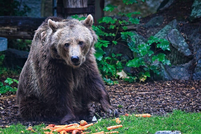 Grizzlybär | Tier- und Kulturpark Bischofswerda | 12.07.2025