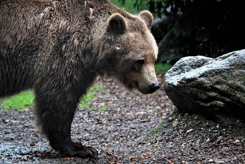 Grizzlybär | Tier- und Kulturpark Bischofswerda | 12.07.2025