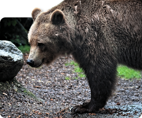 Grizzlybär